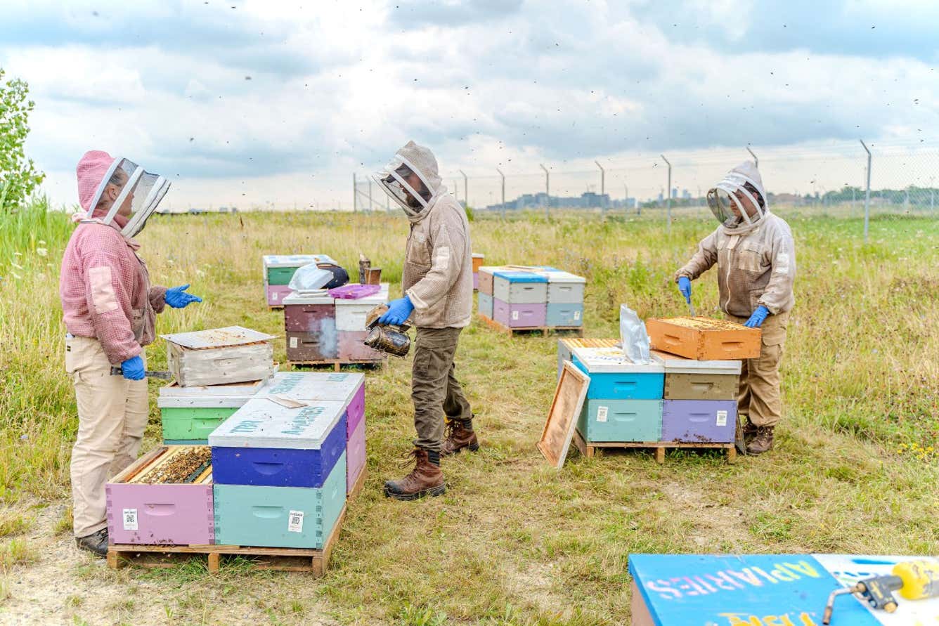 Three beekeepers in protective gear inspect a hive, surrounded by lush greenery and buzzing bees.