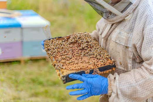 A beekeeper in protective gear holds a wooden box filled with buzzing bees, demonstrating beekeeping practices.