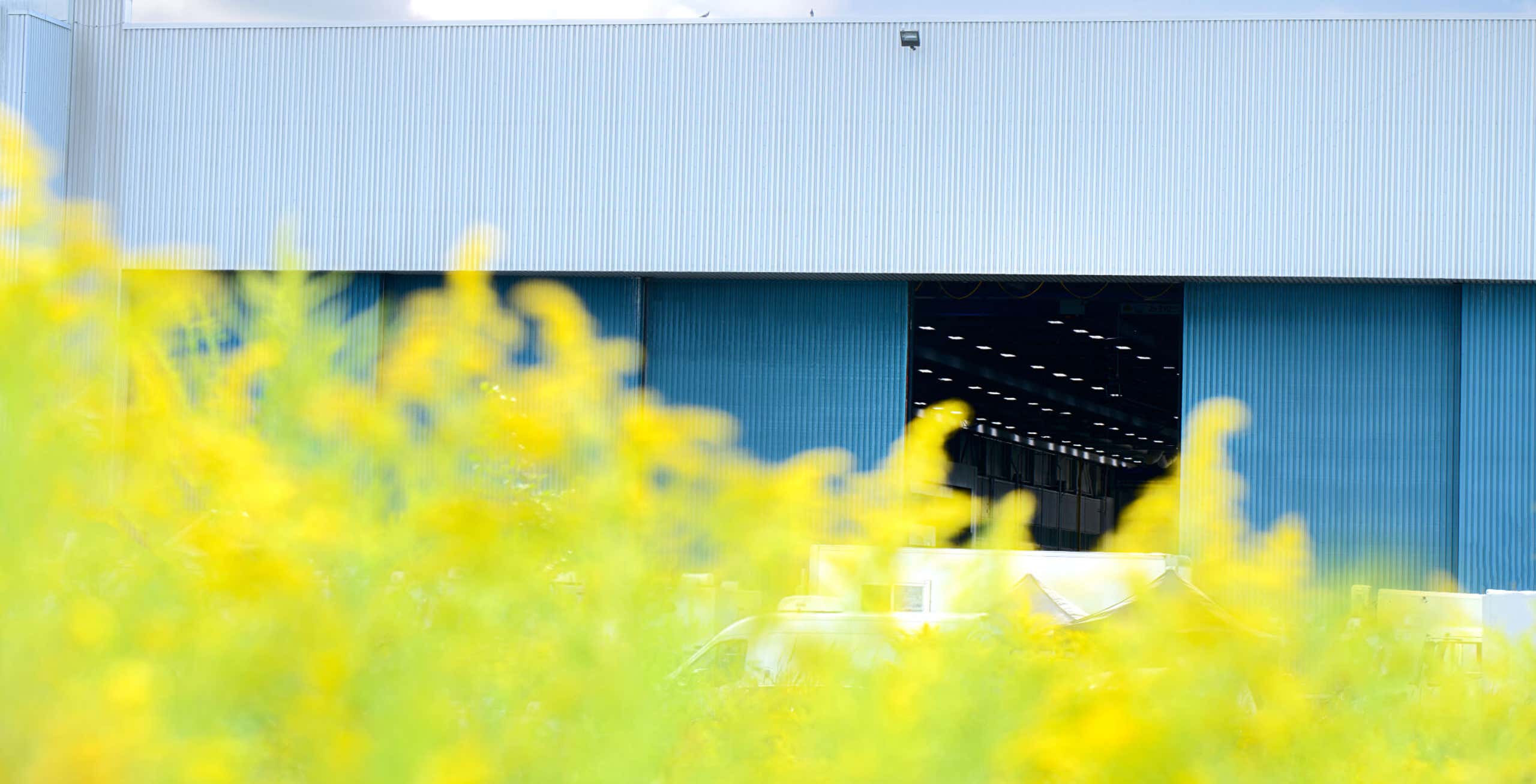 Photo of greenery outside of YZD building